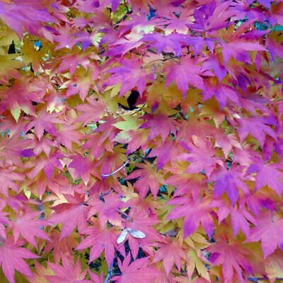 Acer pseudosieboldianum - Maple Purplebloom, Bordo Coreano