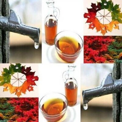 Acer saccharum - Sugar Mapple, Verdadeiro Maple Syrup - Bordo de Prata