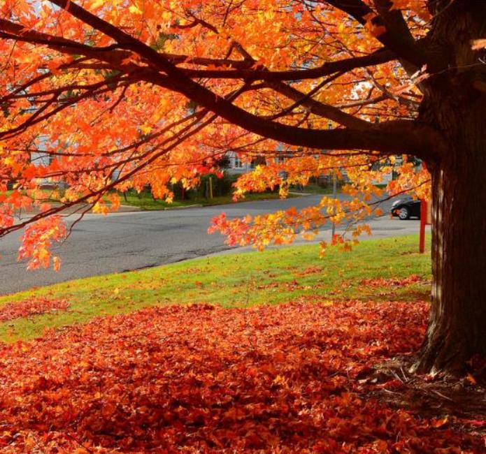Acer saccharum - Sugar Mapple, Verdadeiro Maple Syrup - Bordo de Prata - Imagem 3