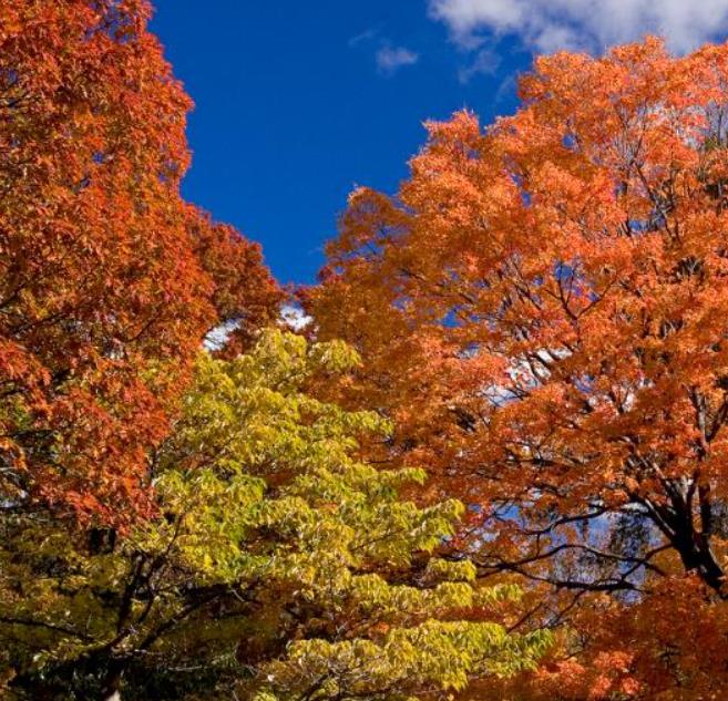 Acer saccharum - Sugar Mapple, Verdadeiro Maple Syrup - Bordo de Prata - Imagem 4
