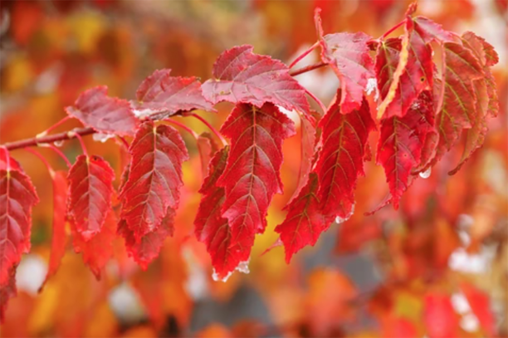 Acer tataricum ssp Ginnala - Amur maple, Acer ginnala - Imagem 2