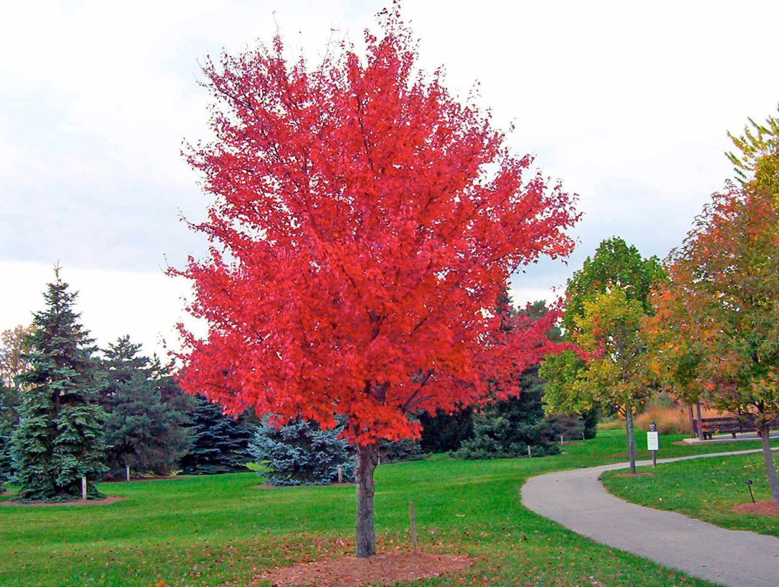 Acer tataricum ssp Ginnala - Amur maple, Acer ginnala - Imagem 3