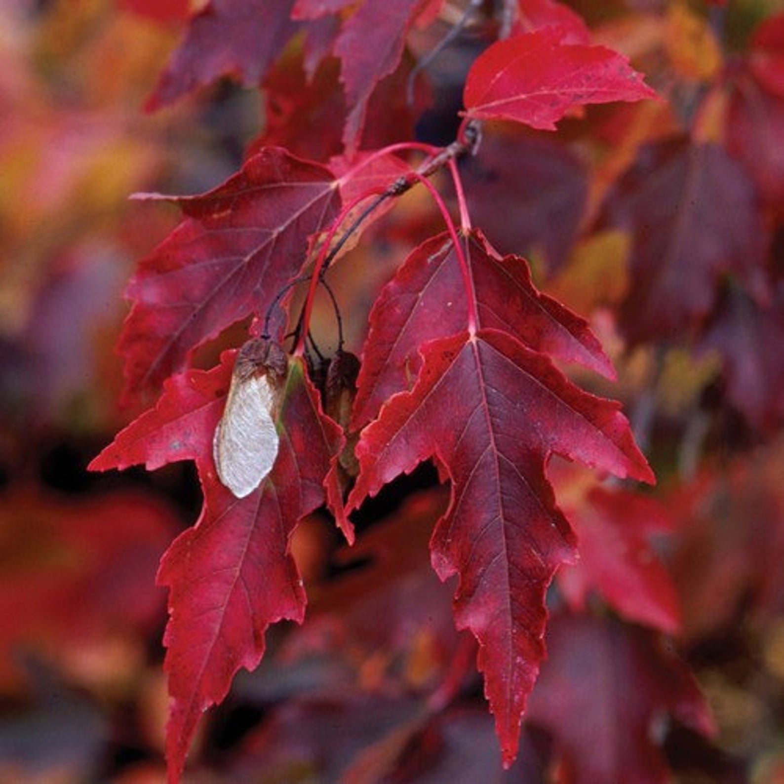 Acer tataricum ssp Ginnala - Amur maple, Acer ginnala - Imagem 5