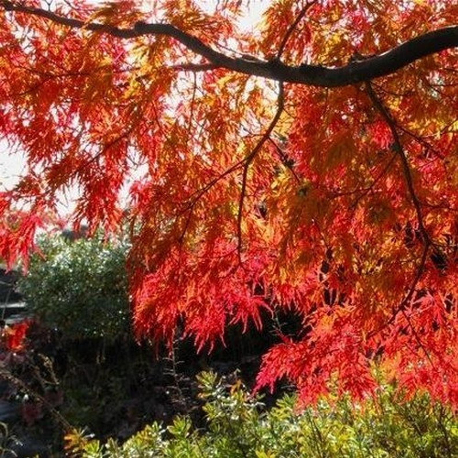 Acer tataricum ssp Ginnala - Amur maple, Acer ginnala - Imagem 6