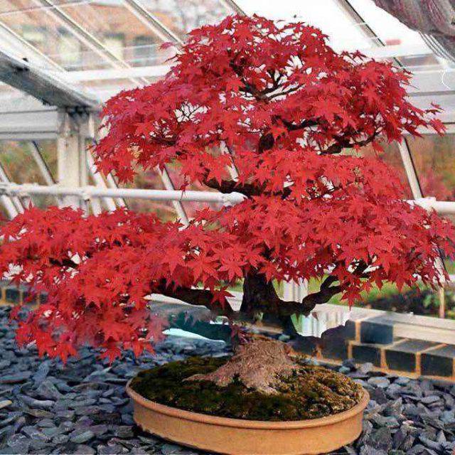 Acer tataricum ssp Ginnala - Amur maple, Acer ginnala