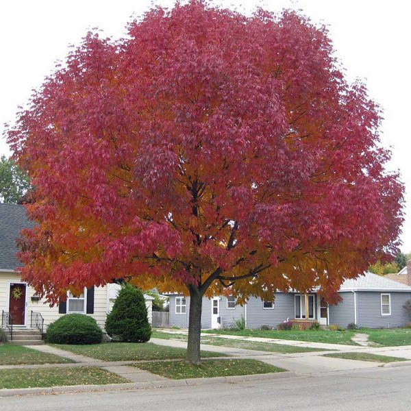 Acer tataricum ssp Ginnala - Amur maple, Acer ginnala - Imagem 9