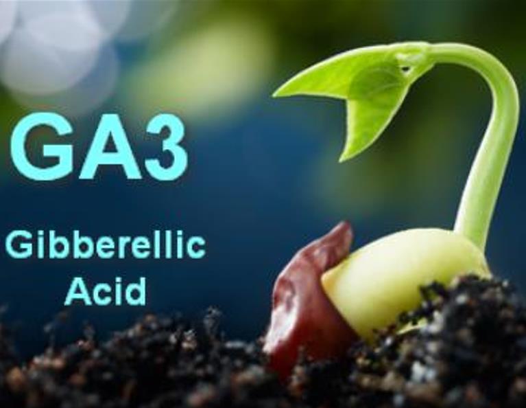 Ácido Giberélico - Giberelina - GA3 (+90%) - GA3 - Ácido Giberélico - Hormônio Vegetal - Imagem 2