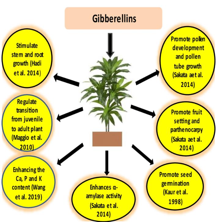 Ácido Giberélico - Giberelina - GA3 (+90%) - GA3 - Ácido Giberélico - Hormônio Vegetal - Imagem 4