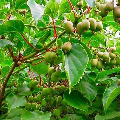 Actinidia arguta 'Issai' - Mini-Kiwi (auto-fértil), Mini Kiwi Resistente 'Issai'