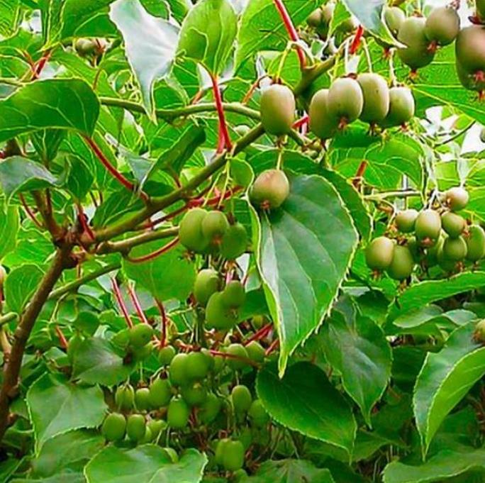 Actinidia arguta 'Issai' - Mini-Kiwi (auto-fértil), Mini Kiwi Resistente 'Issai'
