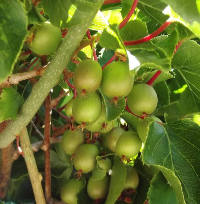 Actinidia arguta 'Issai' - Mini-Kiwi (auto-fértil), Mini Kiwi Resistente 'Issai' - Imagem 2