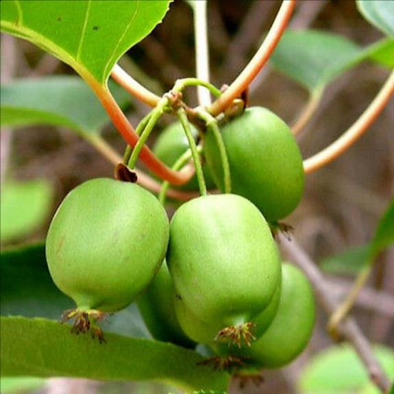 Actinidia arguta 'Issai' - Mini-Kiwi (auto-fértil), Mini Kiwi Resistente 'Issai' - Imagem 3