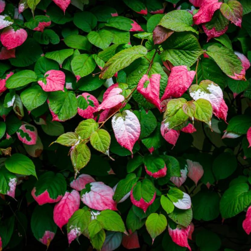 Actinidia kolomikta - Kiwi Uva, Trepadeira Mini Kiwi, Kiwi Grape, Kiwi Berry, Kiwi Ornamental - Imagem 3