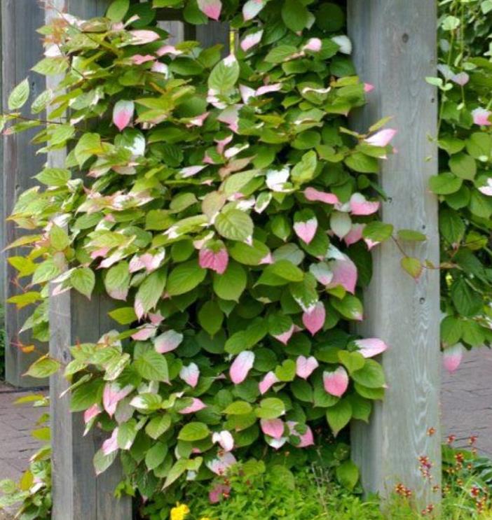 Actinidia kolomikta - Kiwi Uva, Trepadeira Mini Kiwi, Kiwi Grape, Kiwi Berry, Kiwi Ornamental - Imagem 5