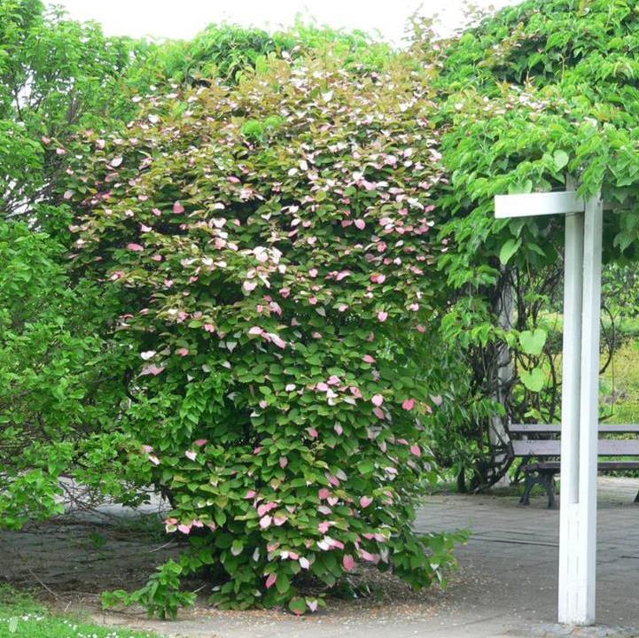 Actinidia kolomikta - Kiwi Uva, Trepadeira Mini Kiwi, Kiwi Grape, Kiwi Berry, Kiwi Ornamental - Imagem 6