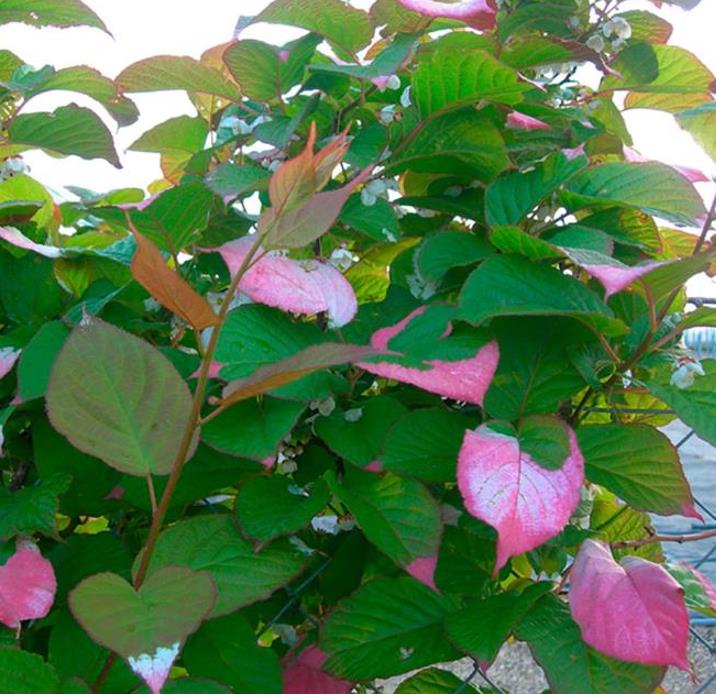 Actinidia kolomikta - Kiwi Uva, Trepadeira Mini Kiwi, Kiwi Grape, Kiwi Berry, Kiwi Ornamental - Imagem 7