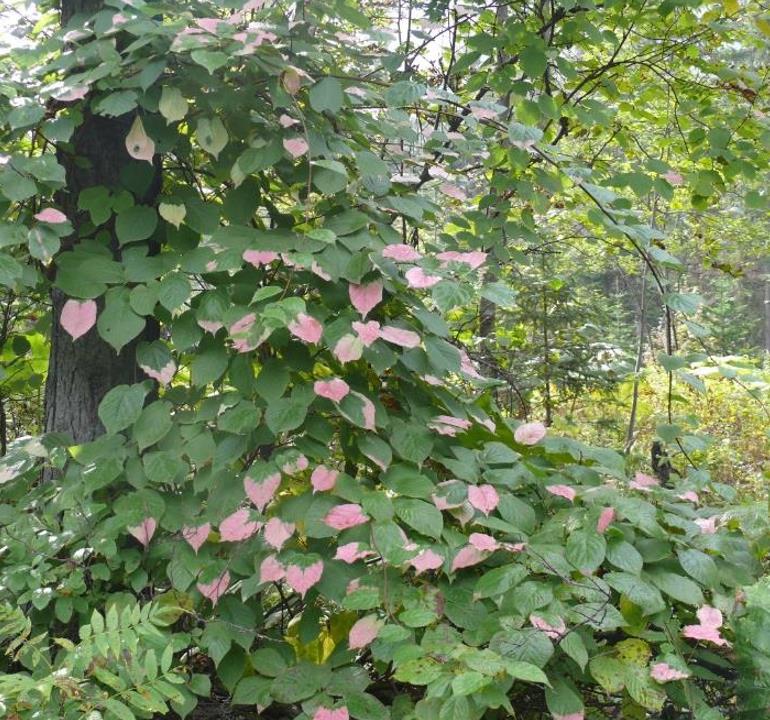Actinidia kolomikta - Kiwi Uva, Trepadeira Mini Kiwi, Kiwi Grape, Kiwi Berry, Kiwi Ornamental - Imagem 8