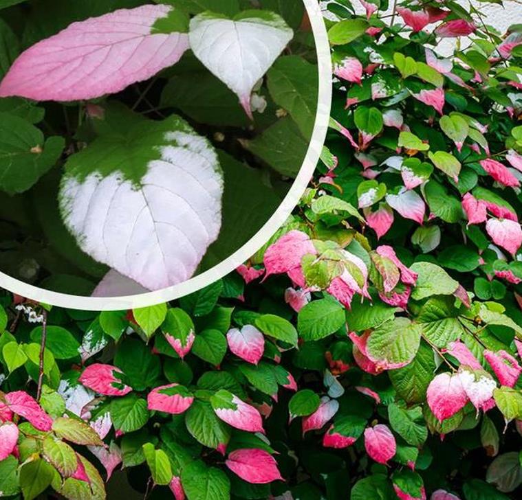 Actinidia kolomikta - Kiwi Uva, Trepadeira Mini Kiwi, Kiwi Grape, Kiwi Berry, Kiwi Ornamental - Imagem 9