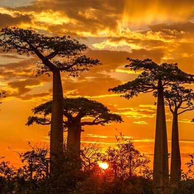 Adansonia grandidieri - Baobá Grandidieri, Baobá de Madagascar, Baobá de Morondava