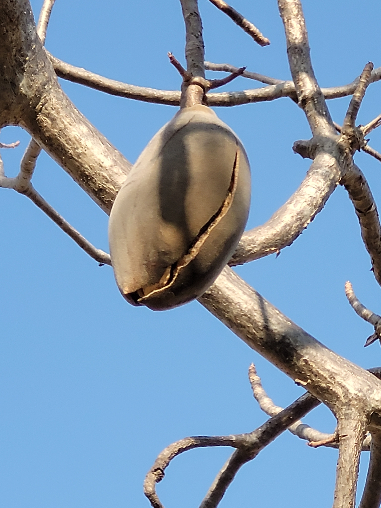 Adansonia gregorii - Baobá da Austrália, baobá de Kimberly - Imagem 3