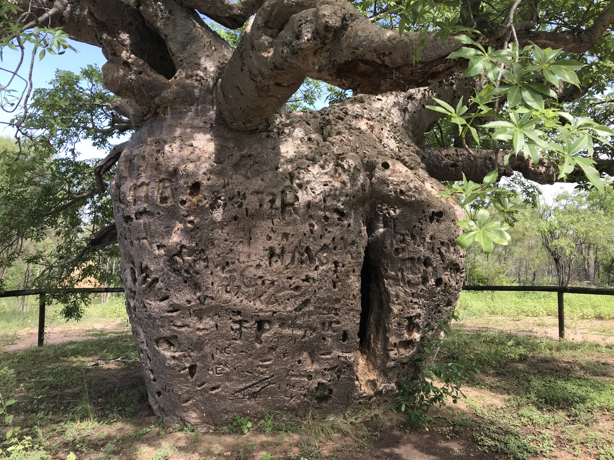 Adansonia gregorii - Baobá da Austrália, baobá de Kimberly - Imagem 7