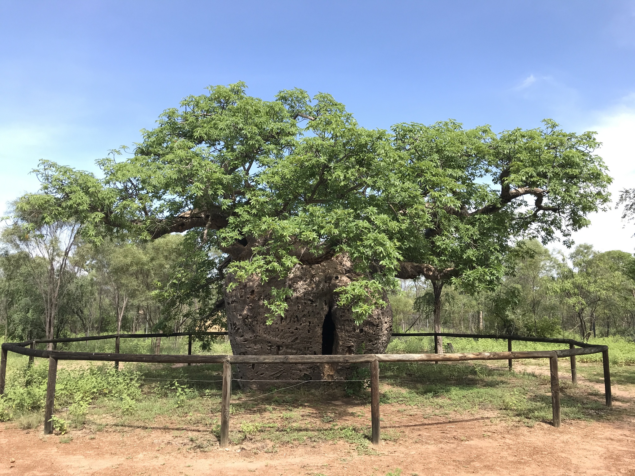 Adansonia gregorii - Baobá da Austrália, baobá de Kimberly - Imagem 9