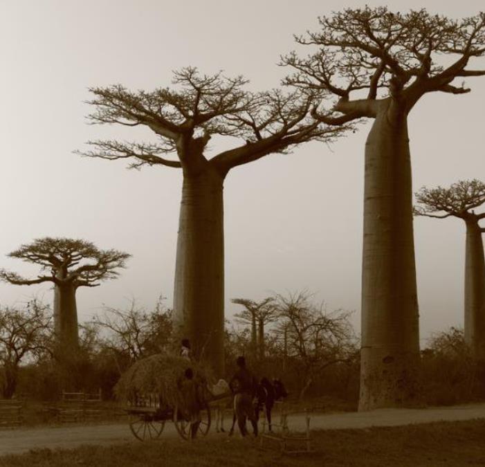 Adansonia madagascariensis - Baobá, Baobá de Madagascar, Baobá de Mahajanga - Imagem 2
