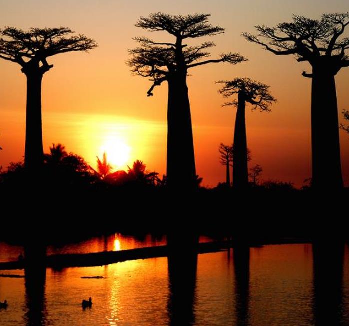 Adansonia madagascariensis - Baobá, Baobá de Madagascar, Baobá de Mahajanga - Imagem 3