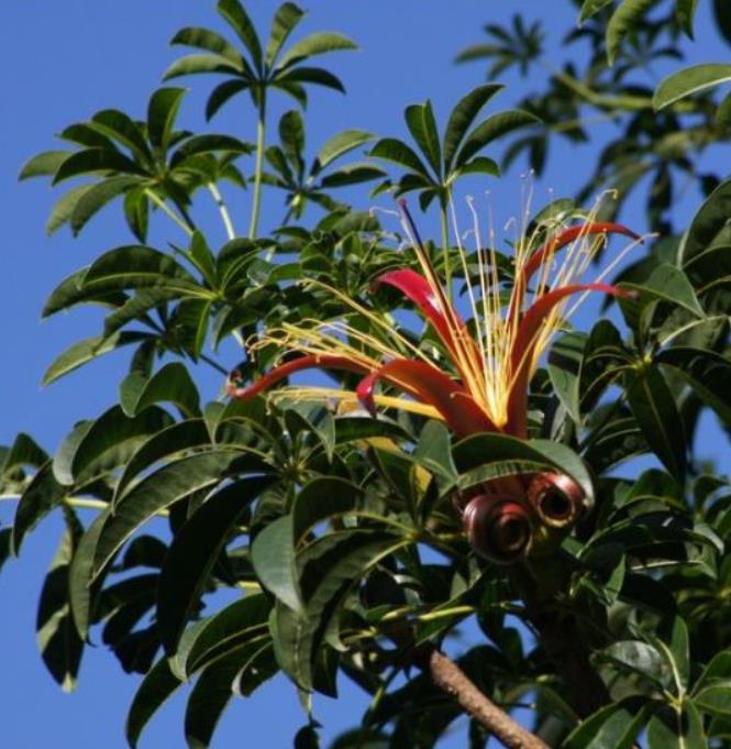 Adansonia madagascariensis - Baobá, Baobá de Madagascar, Baobá de Mahajanga - Imagem 4