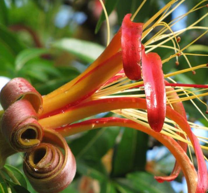 Adansonia madagascariensis - Baobá, Baobá de Madagascar, Baobá de Mahajanga - Imagem 5