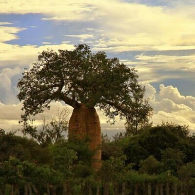 Adansonia perrieri - Baobá Perrieri, Baobá de Madagascar