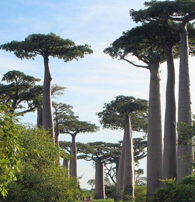 Adansonia perrieri - Baobá Perrieri, Baobá de Madagascar - Imagem 6