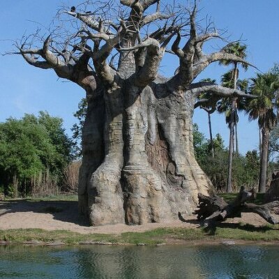 Adansonia rubrostipa - Baobá fony