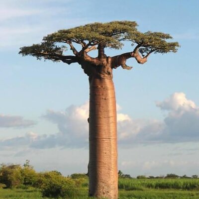 Adansonia suarezensis - Baobá Suarez