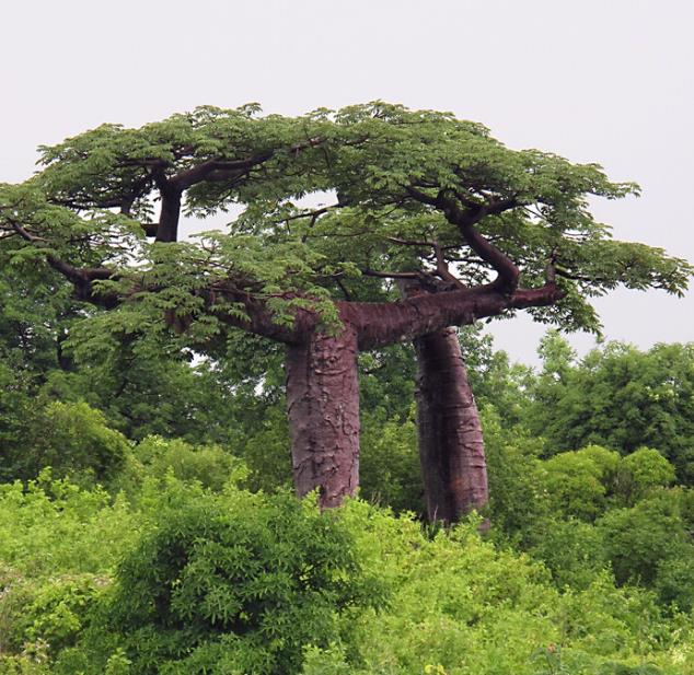Adansonia suarezensis - Baobá Suarez - Imagem 2