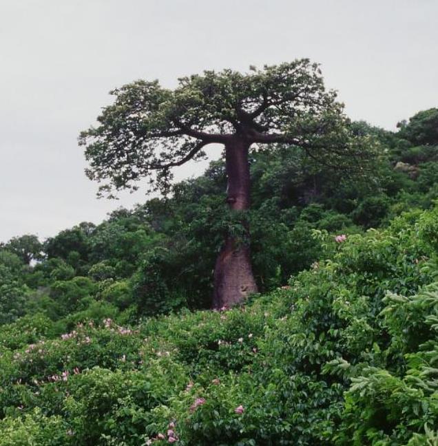 Adansonia suarezensis - Baobá Suarez - Imagem 3