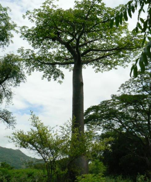 Adansonia suarezensis - Baobá Suarez - Imagem 4