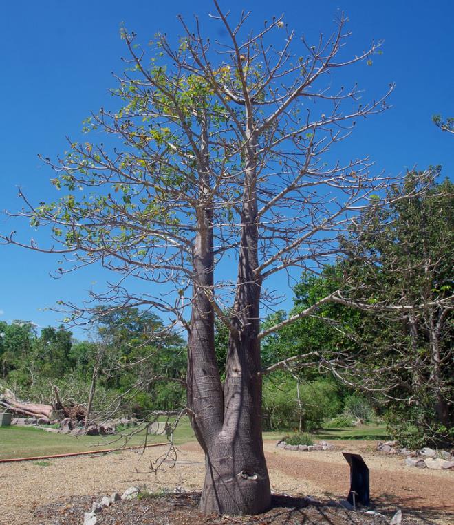 Adansonia suarezensis - Baobá Suarez - Imagem 5