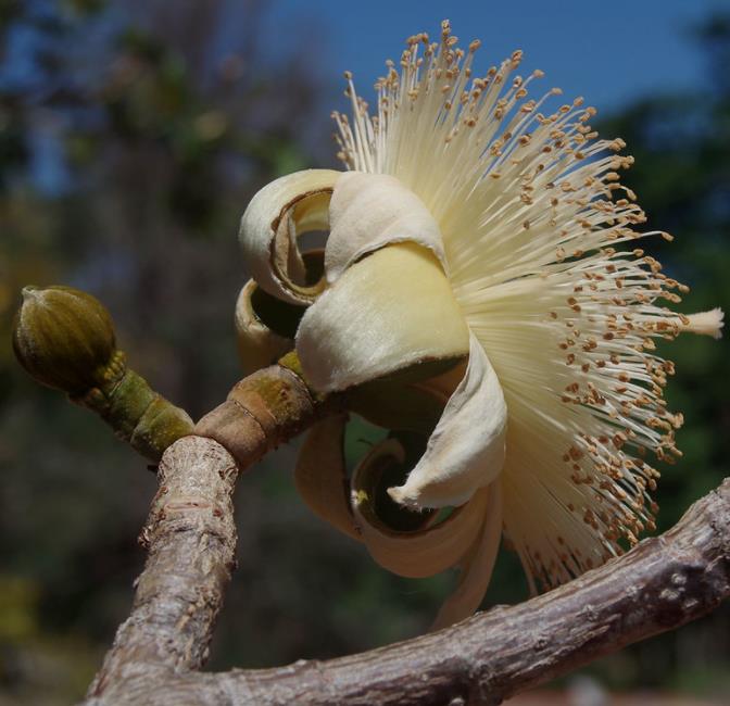 Adansonia suarezensis - Baobá Suarez - Imagem 6