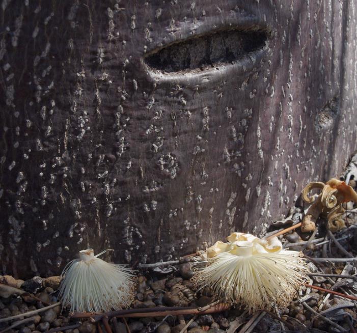 Adansonia suarezensis - Baobá Suarez - Imagem 7