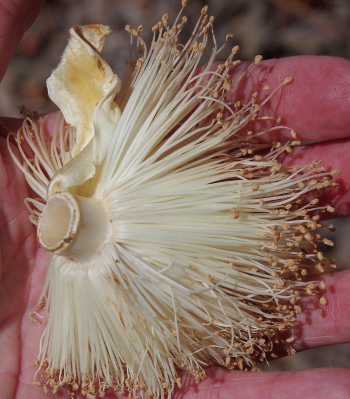 Adansonia suarezensis - Baobá Suarez - Imagem 8