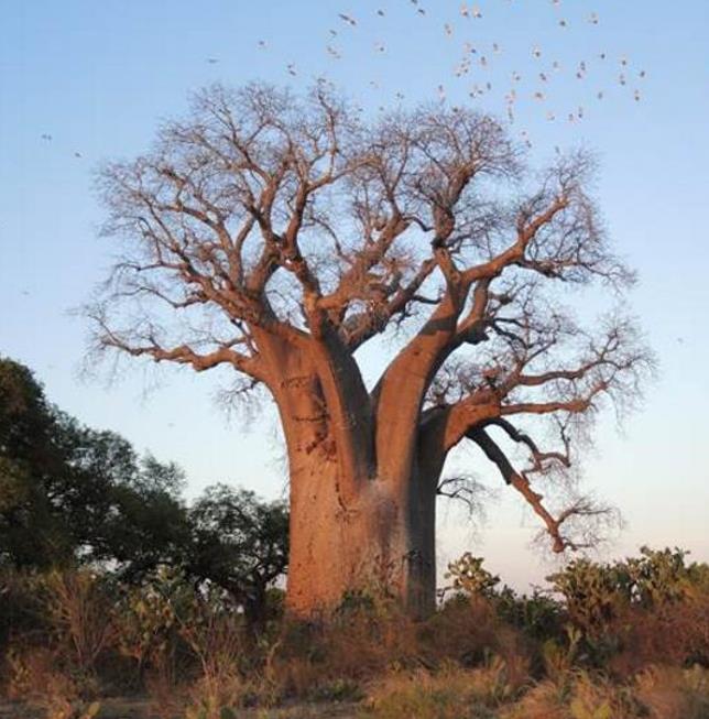 Adansonia za - Baobá Za de Madagascar, Baobá Palácio dos Pássaros, Árvore Sagrada - Imagem 2