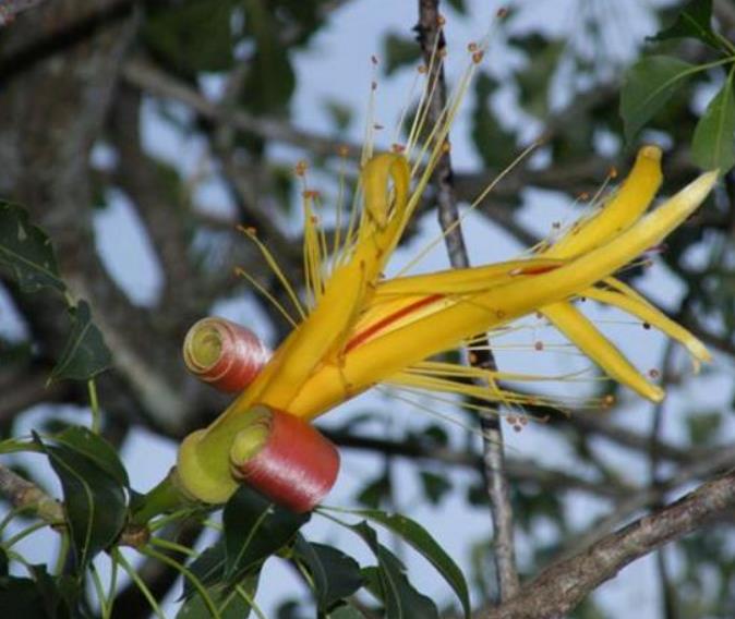 Adansonia za - Baobá Za de Madagascar, Baobá Palácio dos Pássaros, Árvore Sagrada - Imagem 3