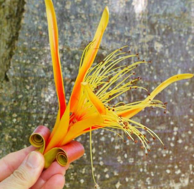 Adansonia za - Baobá Za de Madagascar, Baobá Palácio dos Pássaros, Árvore Sagrada - Imagem 4