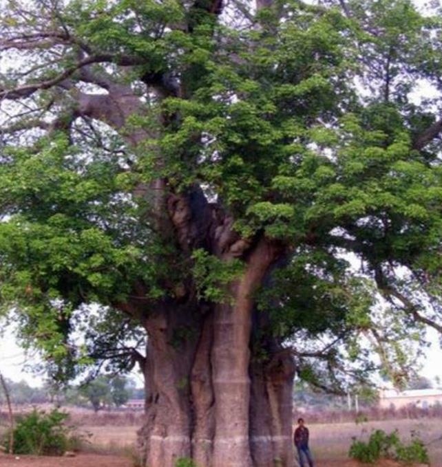 Adansonia za - Baobá Za de Madagascar, Baobá Palácio dos Pássaros, Árvore Sagrada - Imagem 5