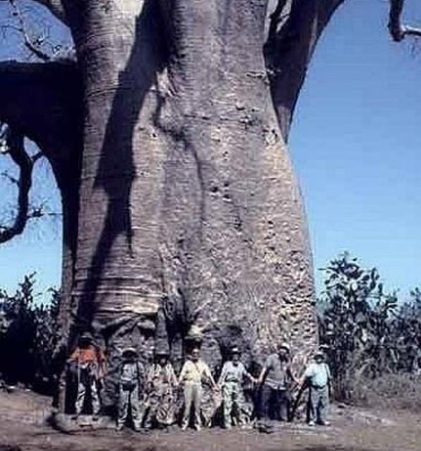 Adansonia za - Baobá Za de Madagascar, Baobá Palácio dos Pássaros, Árvore Sagrada - Imagem 6