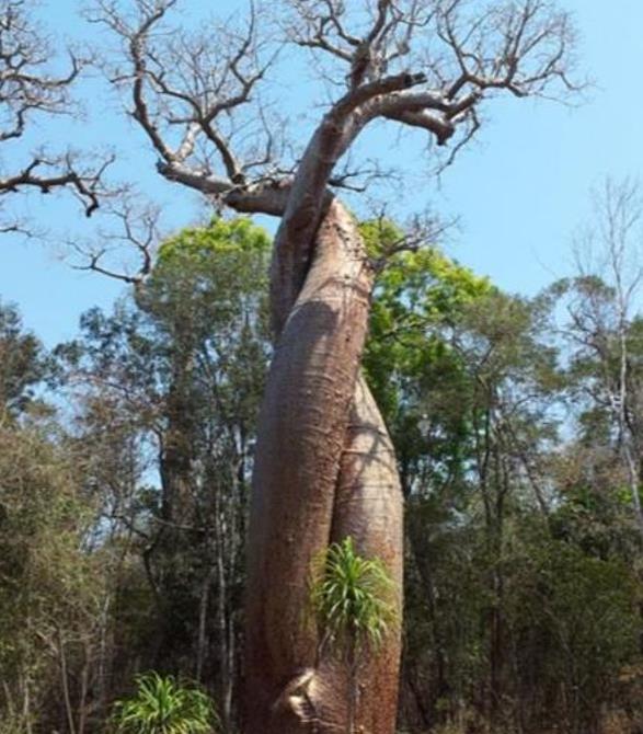 Adansonia za - Baobá Za de Madagascar, Baobá Palácio dos Pássaros, Árvore Sagrada - Imagem 7