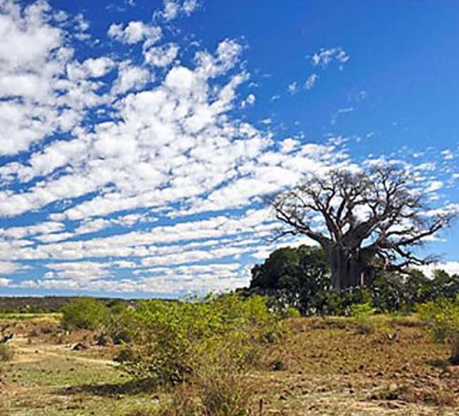 Adansonia za - Baobá Za de Madagascar, Baobá Palácio dos Pássaros, Árvore Sagrada - Imagem 8