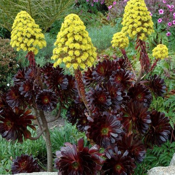 Aeonium arboreum Atropurpureum 'Zwartkop' - Rosa Negra, Aeonium Negro Arbóreo, Rosa Negra de Pedras - Imagem 2