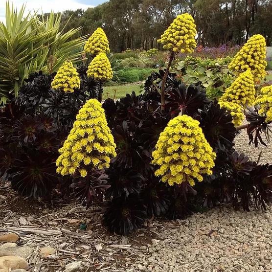 Aeonium arboreum Atropurpureum 'Zwartkop' - Rosa Negra, Aeonium Negro Arbóreo, Rosa Negra de Pedras - Imagem 3